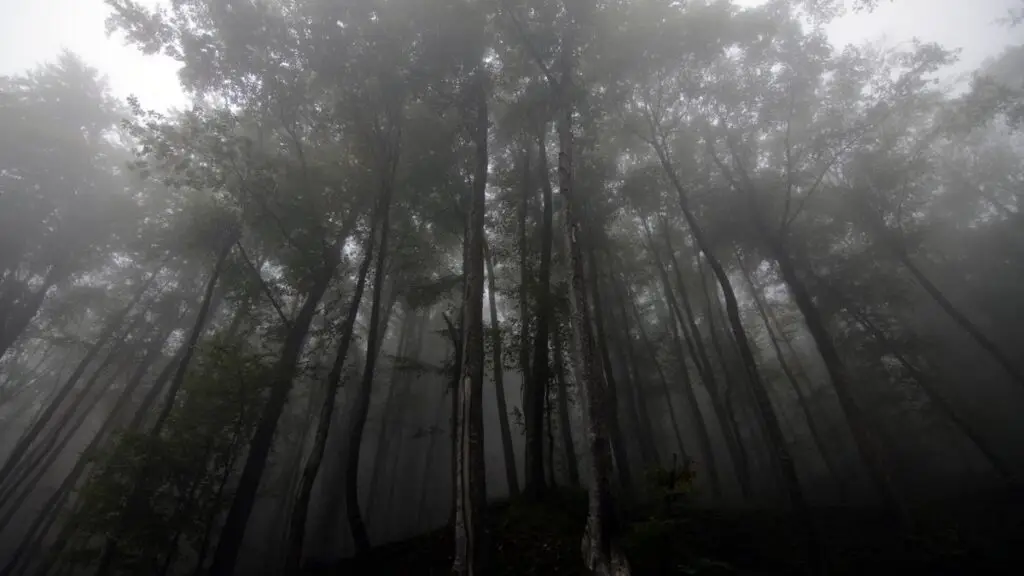 Floresta enevoada misteriosa