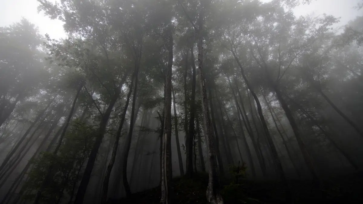 Floresta enevoada misteriosa